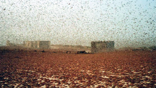locasts swarm