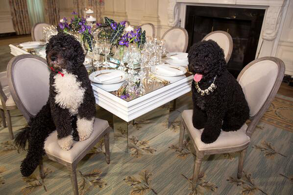 Dogs-In-The-White-House