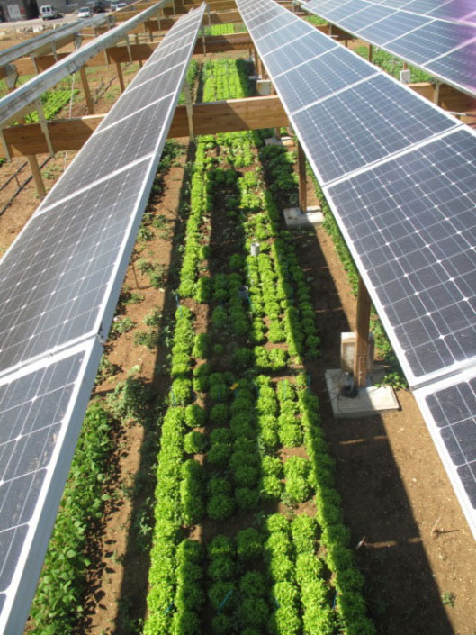 Combining-solar-photovoltaic-panels-and-food-crops-for-optimising-land-use-Towards-new-agrivoltaic-schemesTHREE