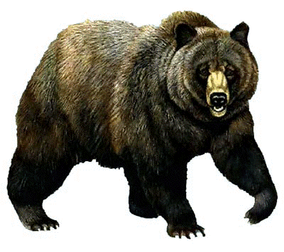 grizzly