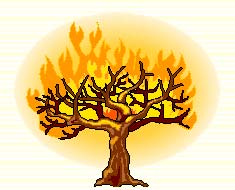 Burning Bush