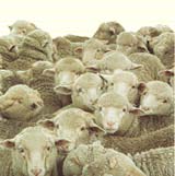 Sheep